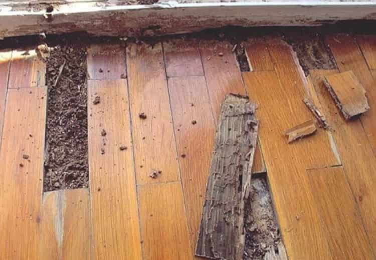 Vật từ gỗ công nghiệp có bị mối ăn hay không - diệt mối Nha Trang