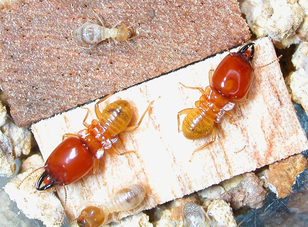 Diệt mối tận gốc Nha Trang - Diệt mối tận gốc Ánh Sáng