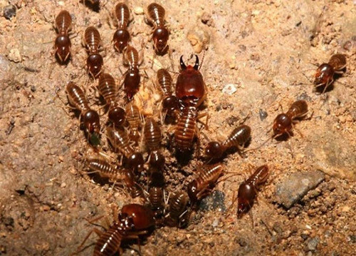VÌ SAO KHÔNG NÊN ĐẬP TỔ MỐI BẰNG TAY? 3 Mối lính