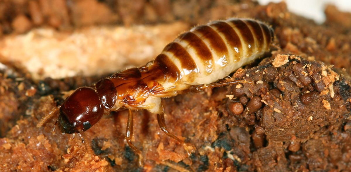 moi vua 1 e1755309590617