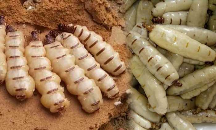 VÌ SAO KHÔNG NÊN ĐẬP TỔ MỐI BẰNG TAY? 2 Mối chúa