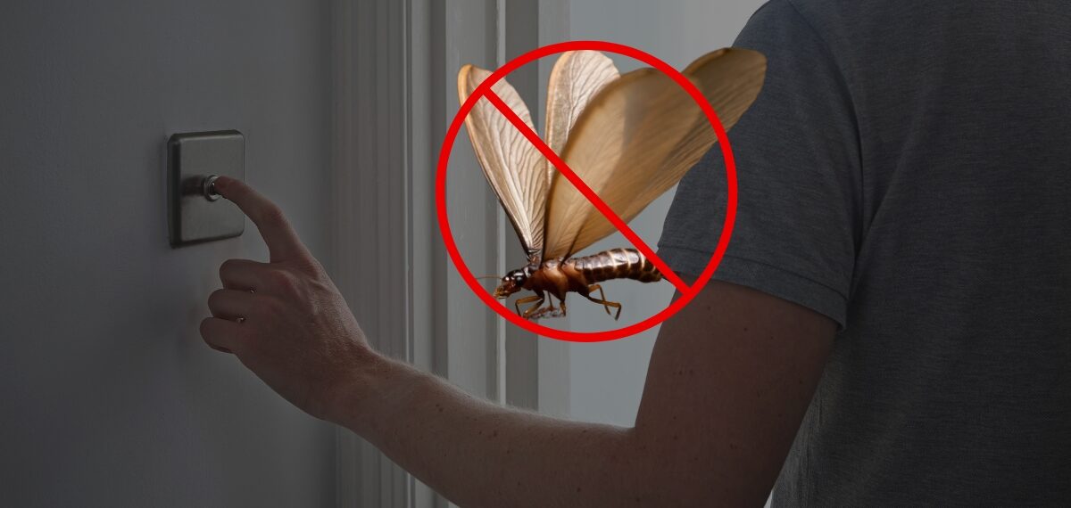 MỐI CÁNH VÀO MÙA MƯA – NHỮNG CÁCH NGĂN NGỪA VÀ DIỆT HIỆU QUẢ 3 Tắt hết đèn