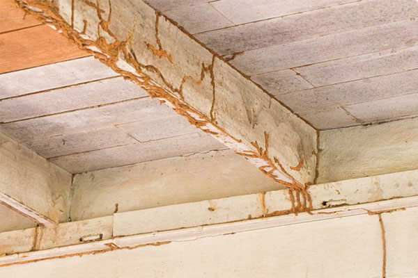 Mối ăn lan rộng ra trần nhà