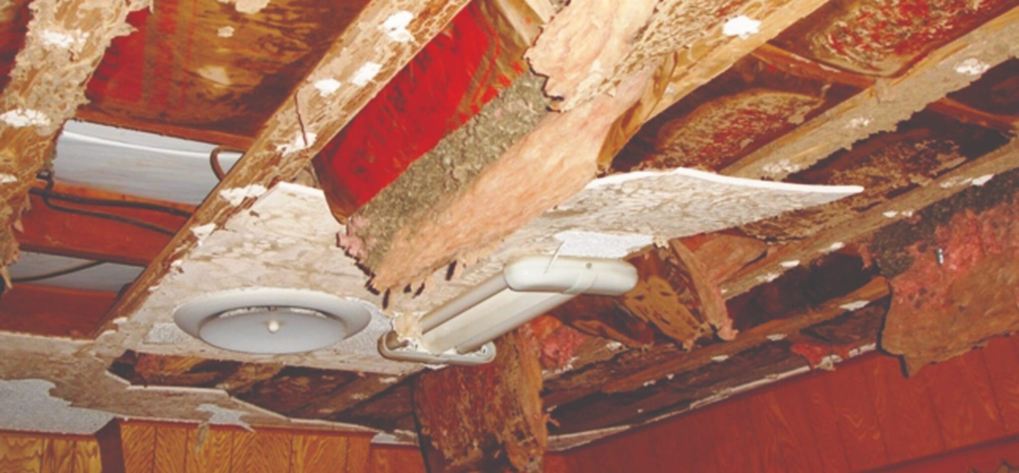 Mối gỗ khô thường tấn công trần gỗ