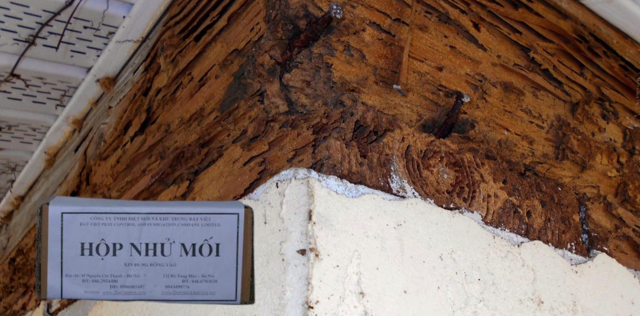 Đặt các hộp nhử mối