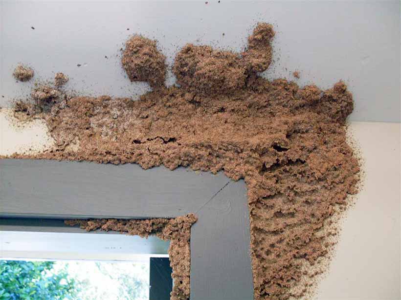 Vì sao nhà bị phá nặng dù ít thấy mối?