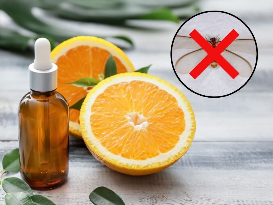 Dùng tinh dầu cam để diệt mối ăn tủ quần áo