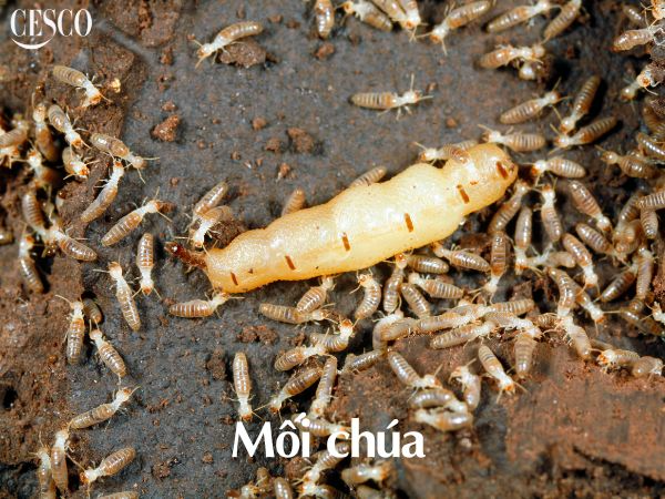 MỐI CÓ THỂ SỐNG TRONG NƯỚC ĐƯỢC BAO LÂU? 6 Mối chúa