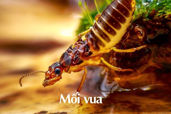 MỐI CÓ THỂ SỐNG TRONG NƯỚC ĐƯỢC BAO LÂU? 5 Mối vua