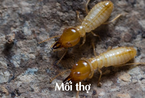 MỐI CÓ THỂ SỐNG TRONG NƯỚC ĐƯỢC BAO LÂU? 3 Mối thợ