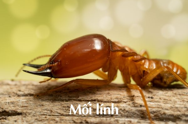 MỐI CÓ THỂ SỐNG TRONG NƯỚC ĐƯỢC BAO LÂU? 4 Mối lính