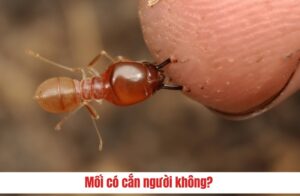 Bi moi can co sao khong 1 e1759547212452