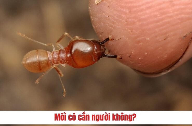 Bi moi can co sao khong 1 e1759547212452