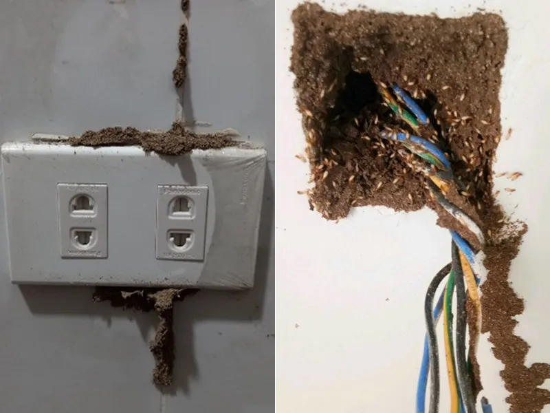 CÁCH BẢO VỆ DÂY ĐIỆN KHỎI MỐI ĂN – ĐƠN GIẢN MÀ HIỆU QUẢ! 2 Mối