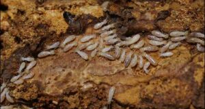 cach diet moi go am tan goc 1