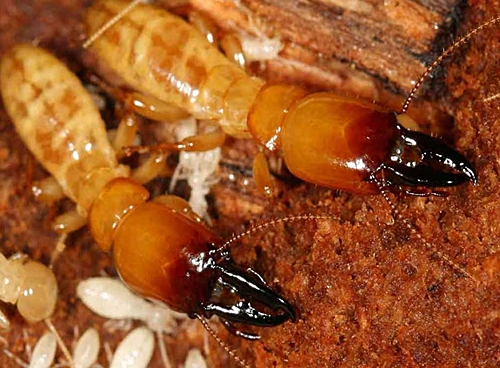 Thời điểm thích hơp để diệt mối