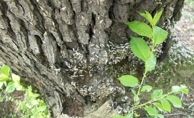 MỐI CÓ THỂ LÀM TỔ TRONG CHẬU CÂY CẢNH KHÔNG? 3 Mối làm tổ