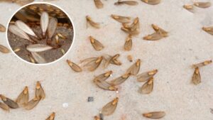 Môi trường ẩm ướt là “thiên đường” của mối