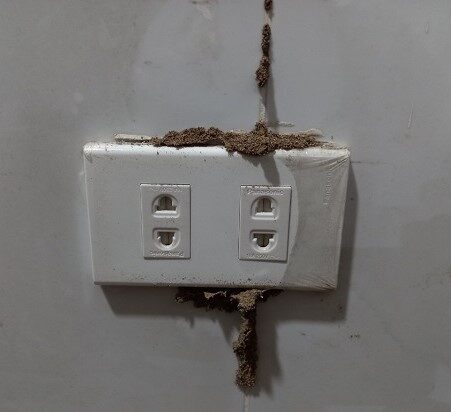 MỐI CÓ THỂ LÀM HỎNG HỆ THỐNG ĐIỆN ÂM TƯỜNG KHÔNG? 1 Mối