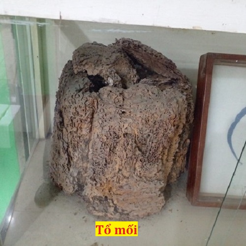 MỐI CÓ THỂ LÀM TỔ TRONG CHẬU CÂY CẢNH KHÔNG? 1 Mối làm tổ