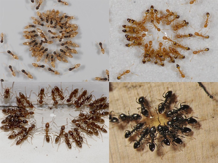 MỐI CÓ BỊ KIẾN TIÊU DIỆT KHÔNG? 2 Kiến