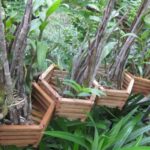 Mối có thích hoa lan không