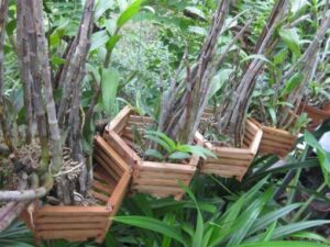 Mối có thích hoa lan không