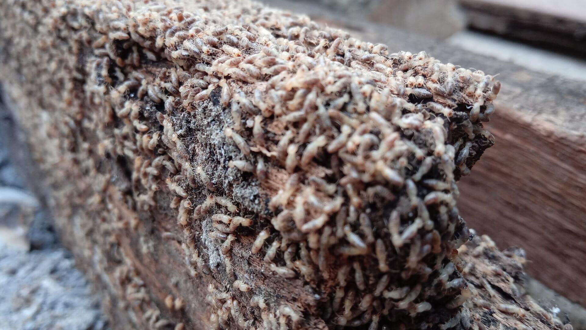 THÁNG 10 – THÁNG 12: THỜI ĐIỂM MỐI BÙNG PHÁT MẠNH NHẤT TRONG NĂM! 2 Mối bùng phát