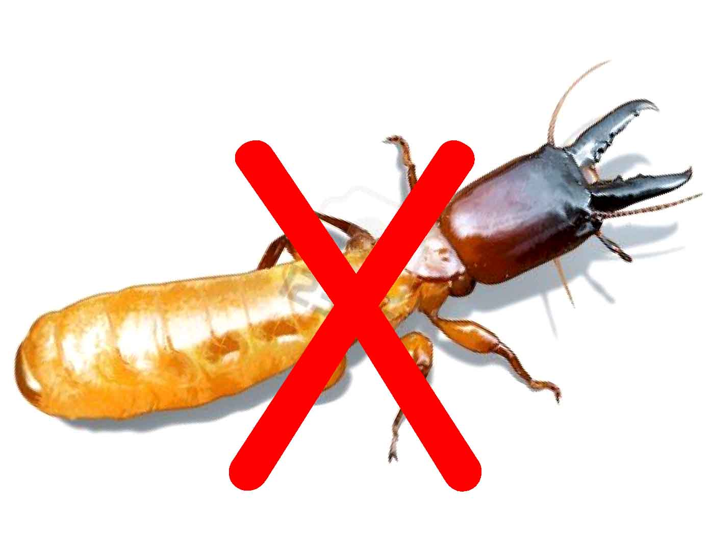 ĐỪNG TỰ XỬ LÝ MỐI NẾU BẠN CHƯA ĐỌC BÀI NÀY! 1 Đừng