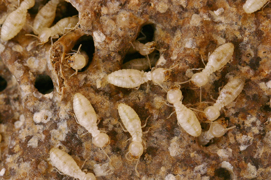 Mối ở trong tường