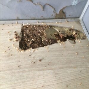 Mối ở trong tường