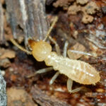 Mối đất dễ ăn gỗ nhất