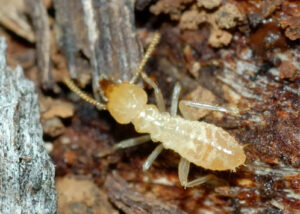 Mối đất dễ ăn gỗ nhất