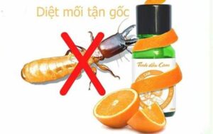 diet mot go bang tinh dau cam