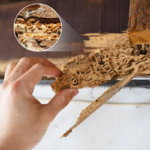 hnpc28101 f0b1ae0b00cd40ef8ef64197ddd83988 grande