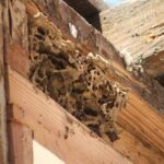 moi duc khoet trong nha