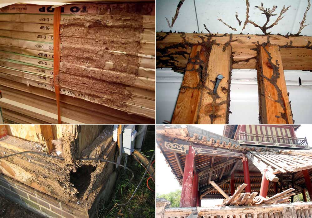 Từ mái xuống tường, rồi lan sang nền và đồ đạc