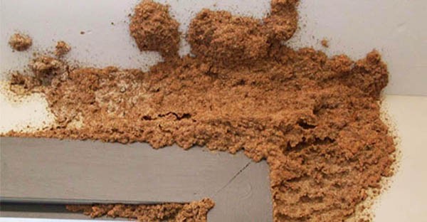 Bê tông càng ẩm, nguy cơ mối càng cao