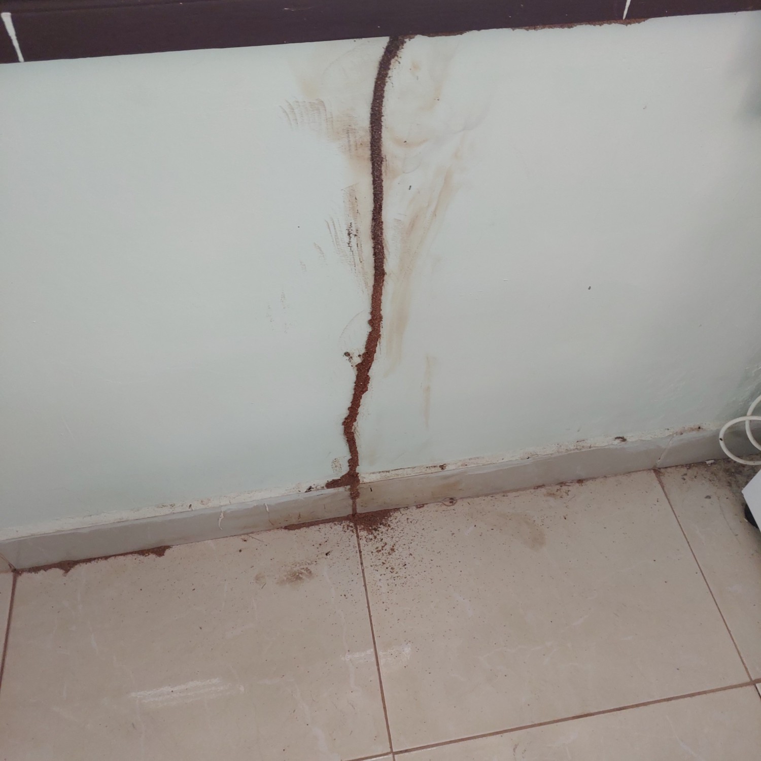 Mối không ăn bê tông, nhưng chúng đi xuyên qua bê tông