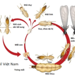 Vòng đời của mối