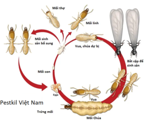 Vòng đời của mối