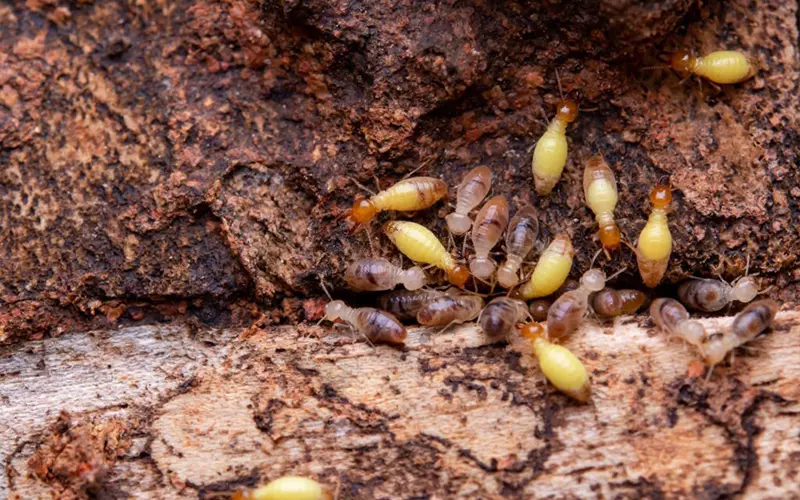 Nhà ở mùa nóng vô tình tạo môi trường lý tưởng cho mối