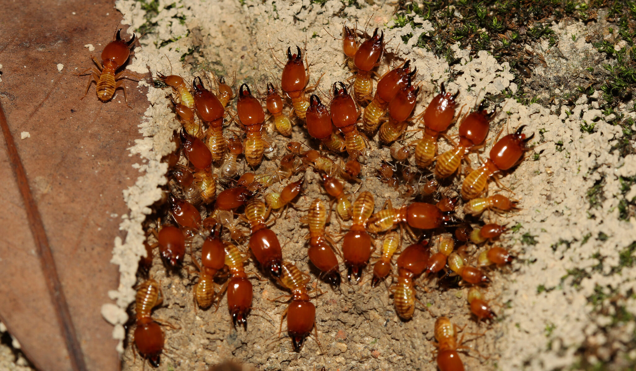 original e1776652963385