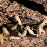 thiet hai moi go am d62da44da11442d0b17696a1d2cd8881 grande 1