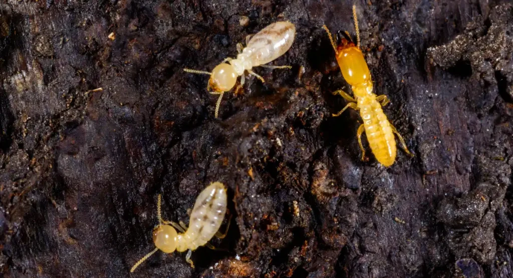 image subterranean termite living under rotten wood old tree stump getty 2197265061
