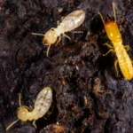 image subterranean termite living under rotten wood old tree stump getty 2197265061