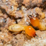 rentokil stock image pest termites termite soldiers img
