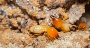 rentokil stock image pest termites termite soldiers img