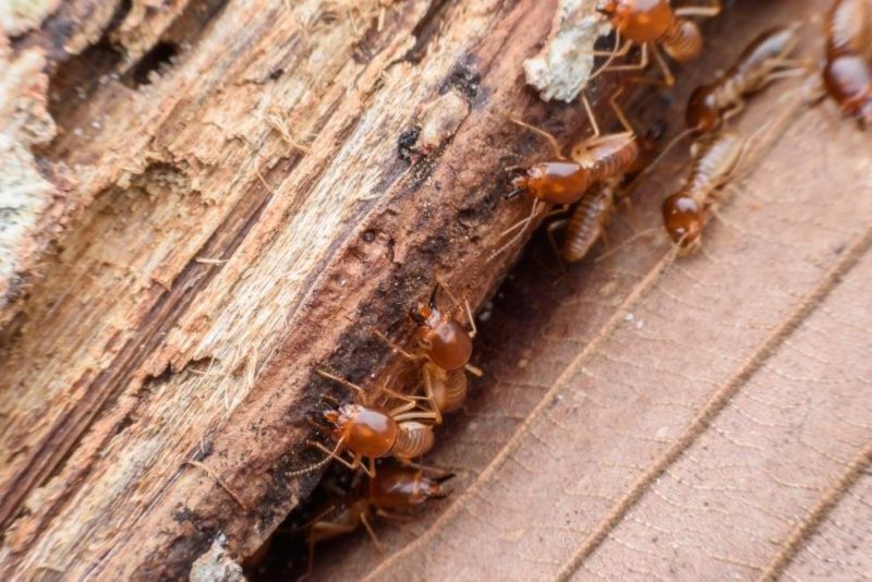 termites e1570834725423