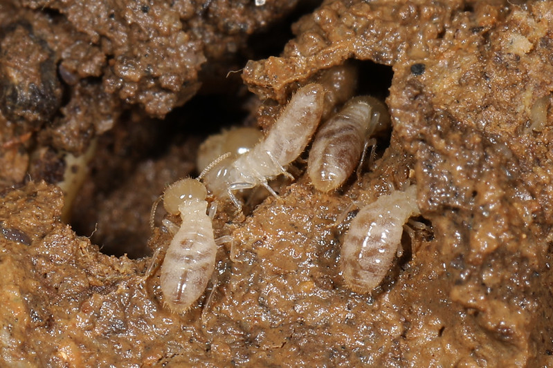 MỐI CÓ CẢM NHẬN ĐƯỢC RUNG ĐỘNG TỪ BƯỚC CHÂN CON NGƯỜI? 2 Reticulitermes flavipes Foto Judy Gallagher CC BY 2.0 via Flickr 1
